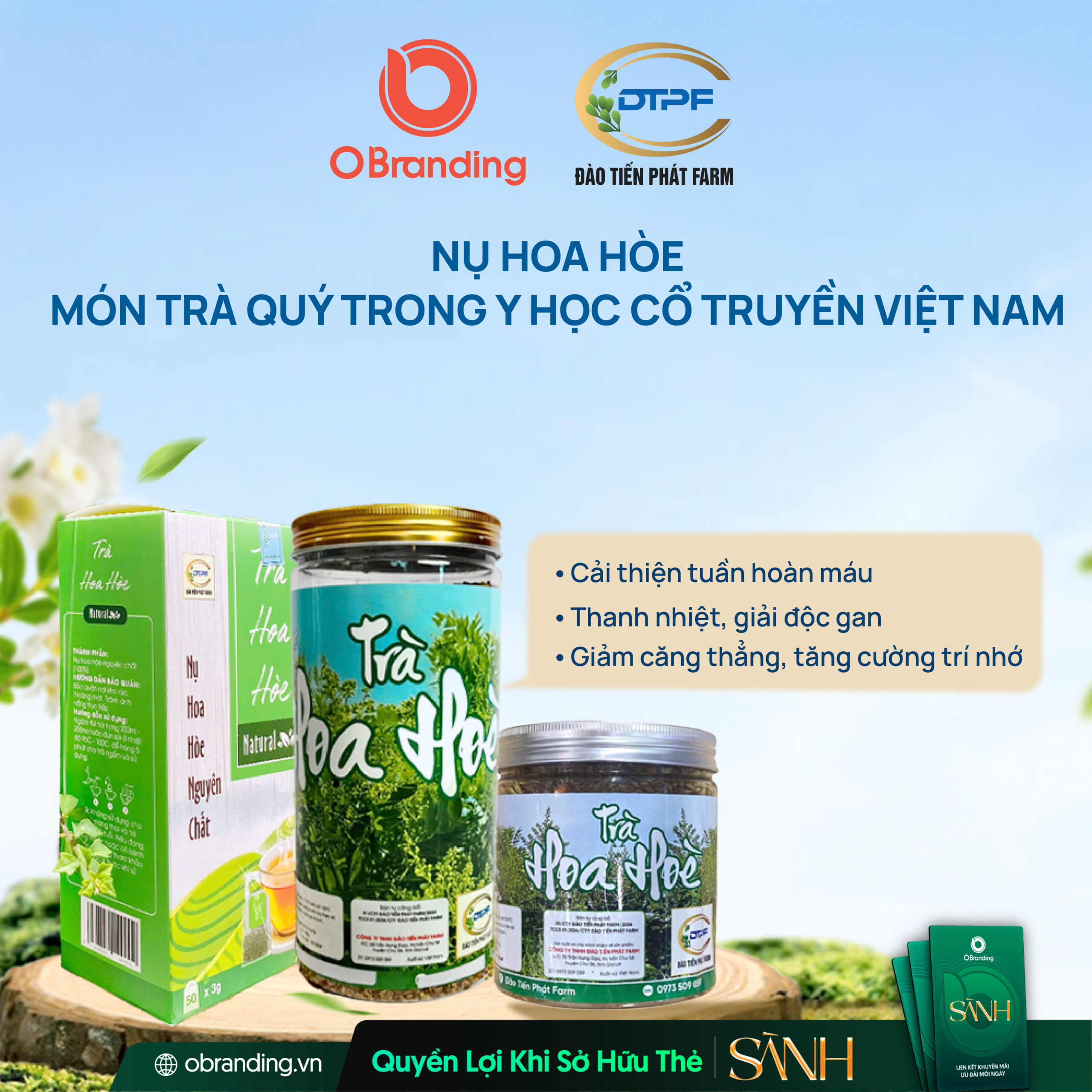 Trà nụ hoa hoè thanh nhiệt – giải độc – hỗ trợ tiêu hóa hiệu quả