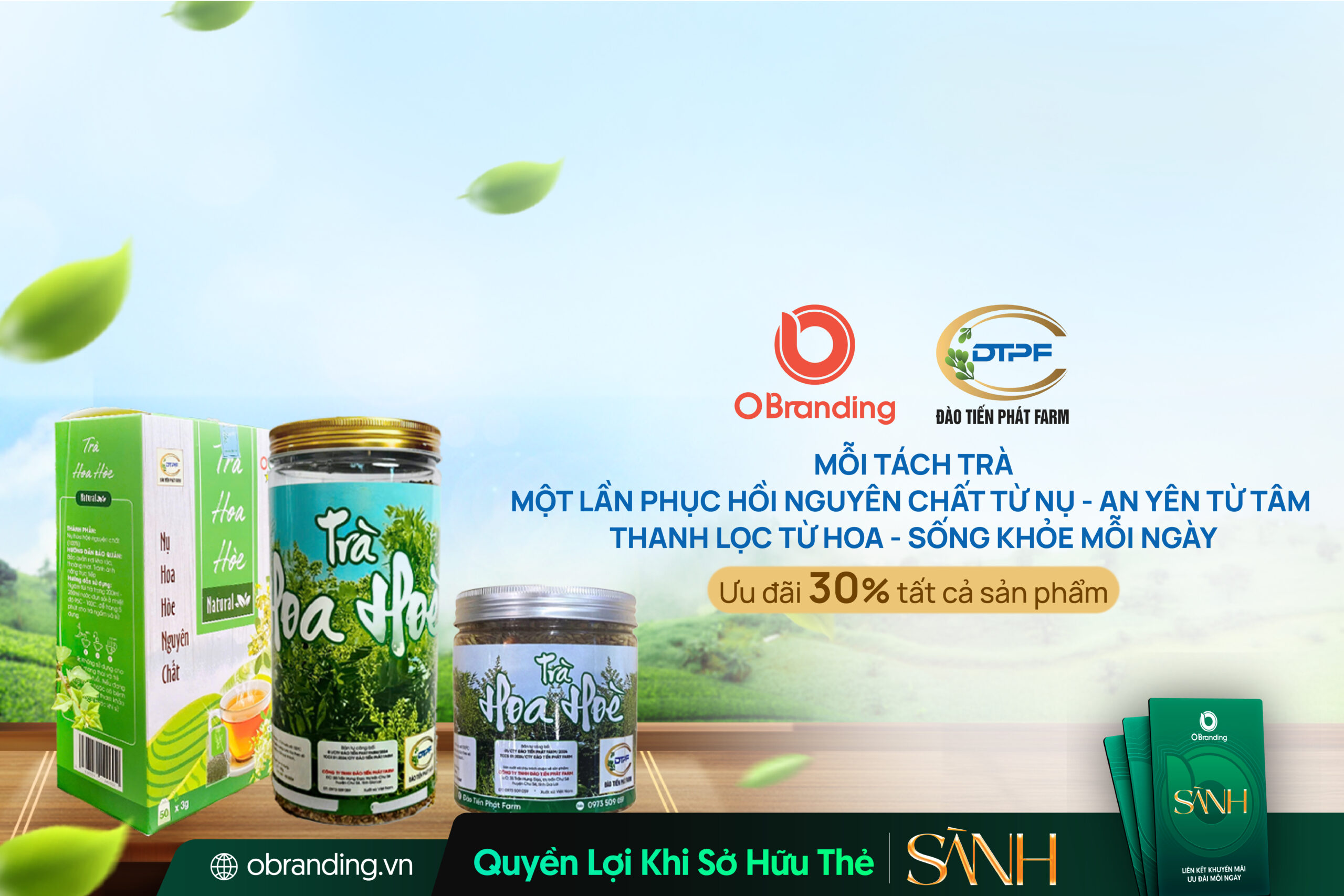 Trà Nụ Hoa Hoè – Từ Đào Tiến Phát Farm Cho Sức Khỏe Mỗi Ngày