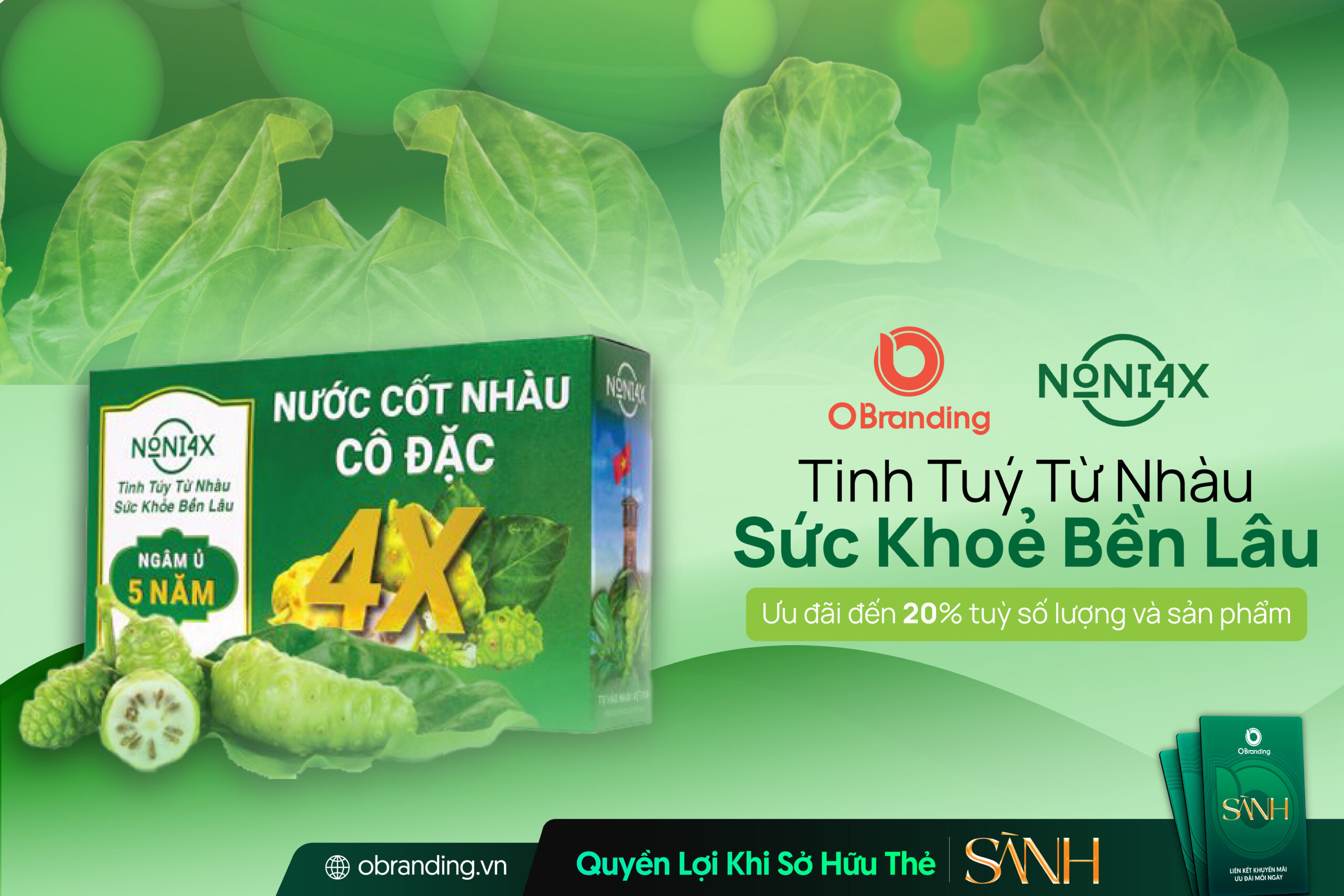 Dược Liệu Phong Thảo – Tinh Túy Từ Nhàu, Sức Khỏe Bền Lâu