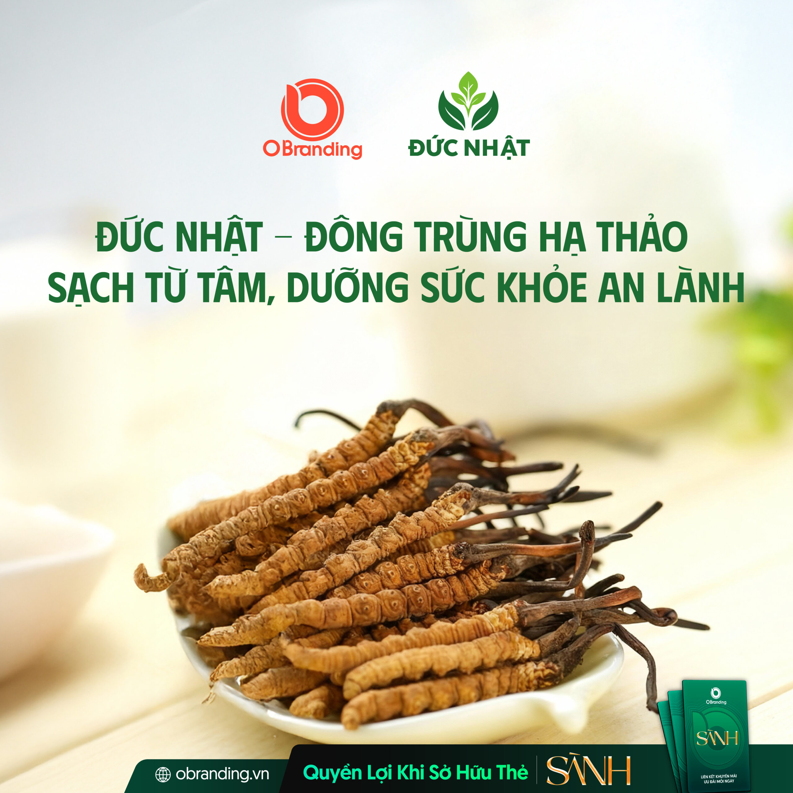 Nông Nghiệp Sạch Đức Nhật – Đơn vị tiên phong trong sản xuất đông trùng hạ thảo chất lượng cao