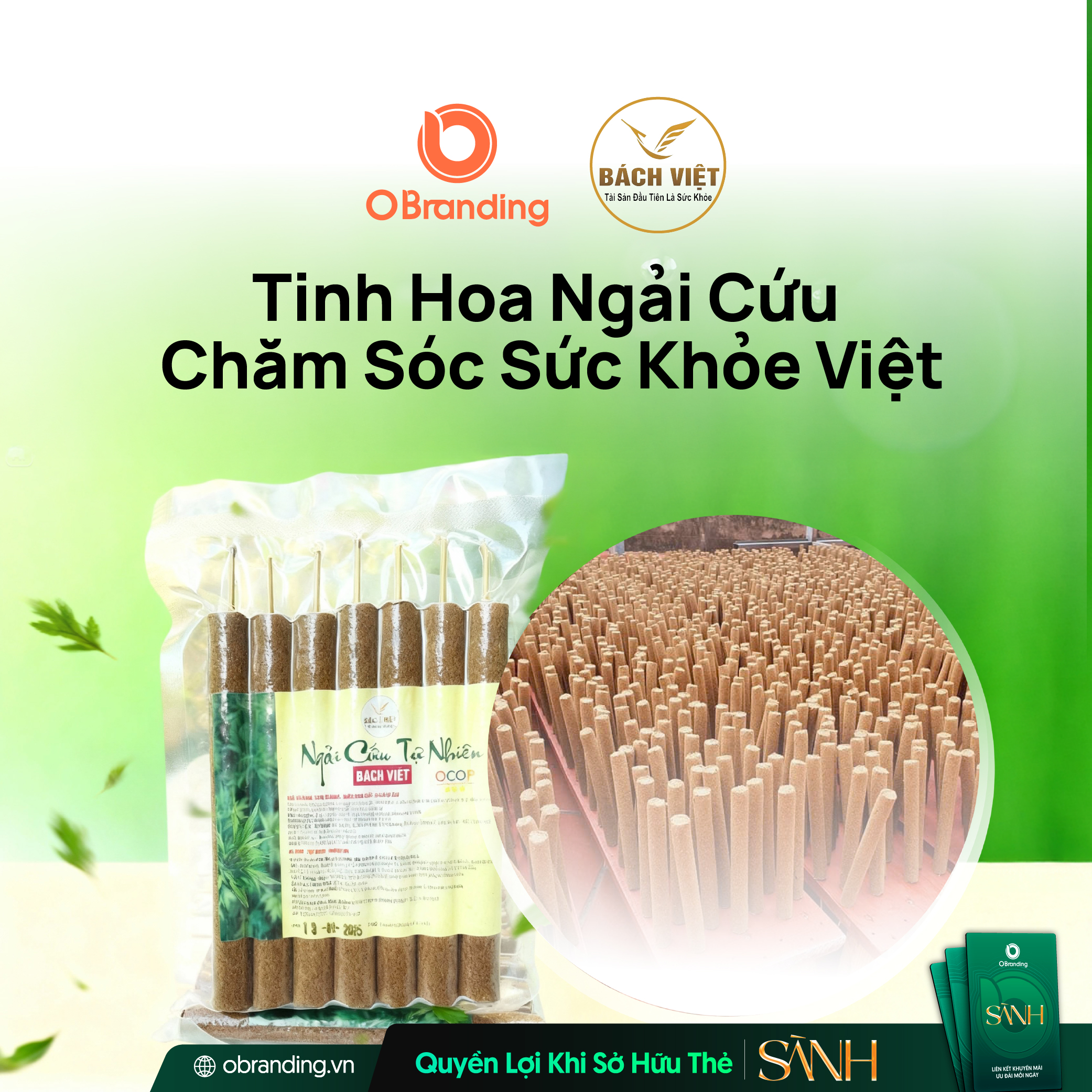 Bách Việt ngải cứu