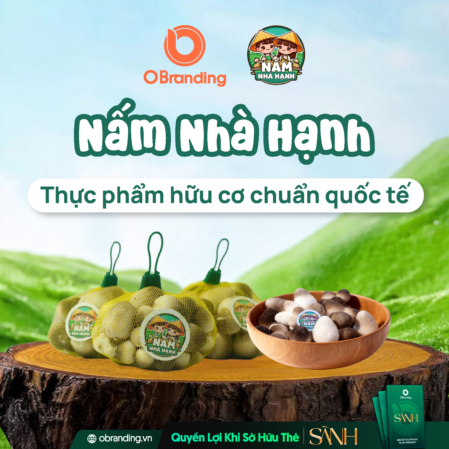 NẤM NHÀ HẠNH