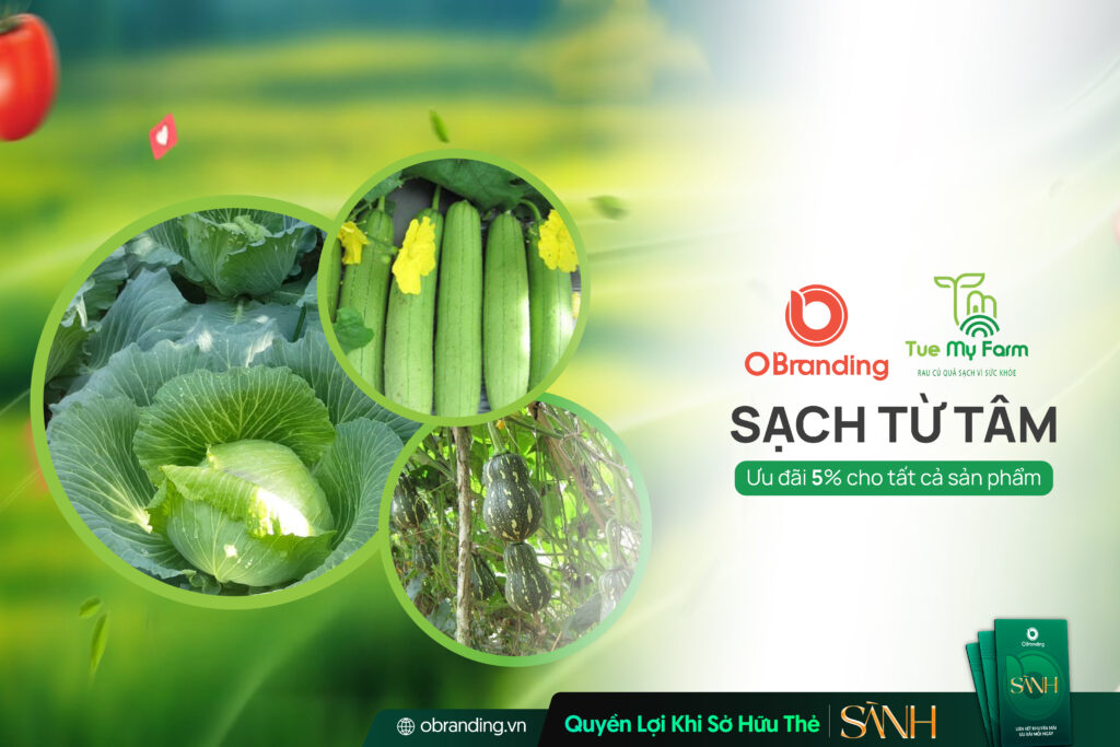 Tuệ My Farm – Đơn Vị Cung Cấp Nông Sản Sạch Và Rau Củ Quả VietGAP Chất Lượng Cao