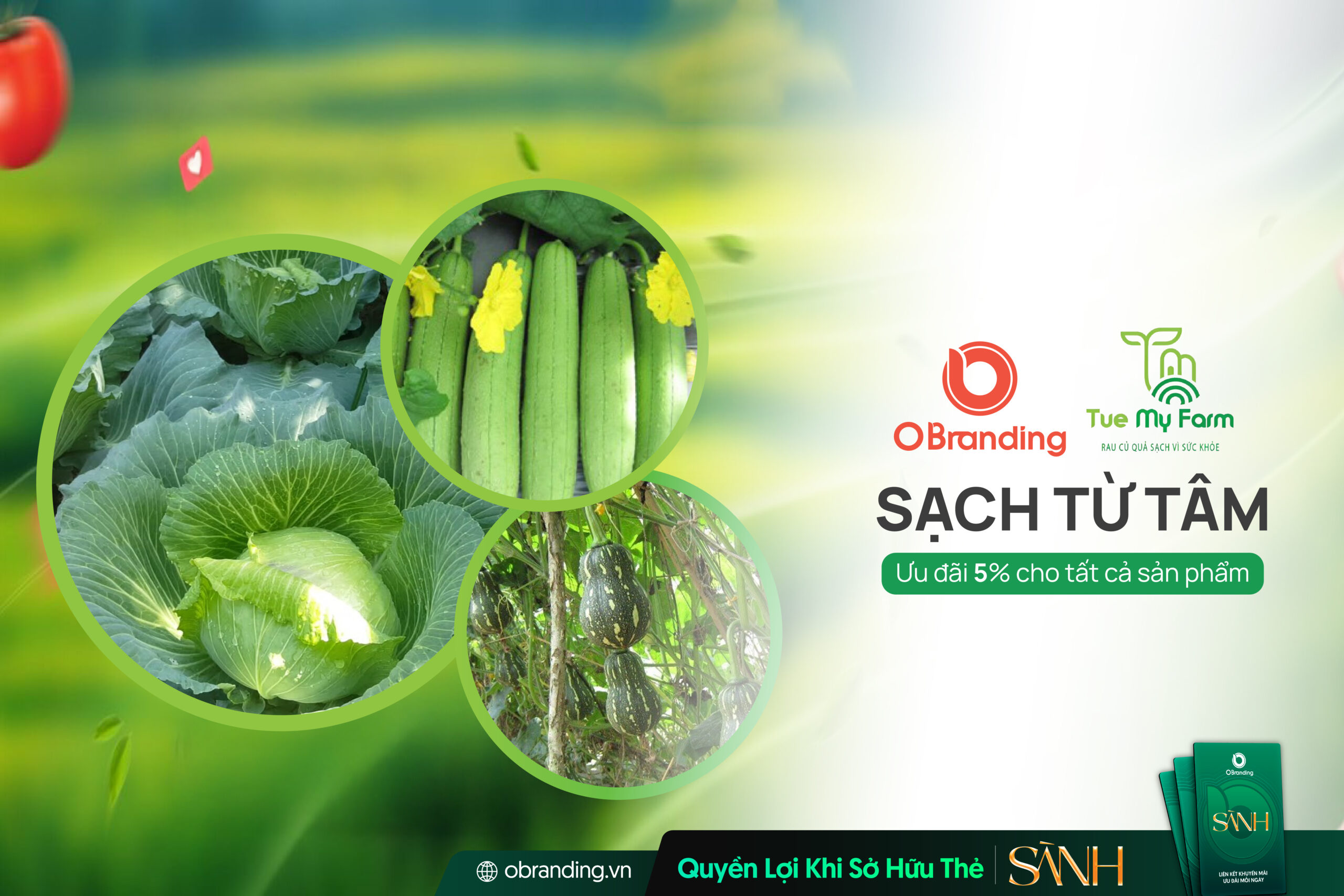 Tuệ My Farm – Đơn Vị Cung Cấp Nông Sản Sạch Và Rau Củ Quả VietGAP Chất Lượng Cao