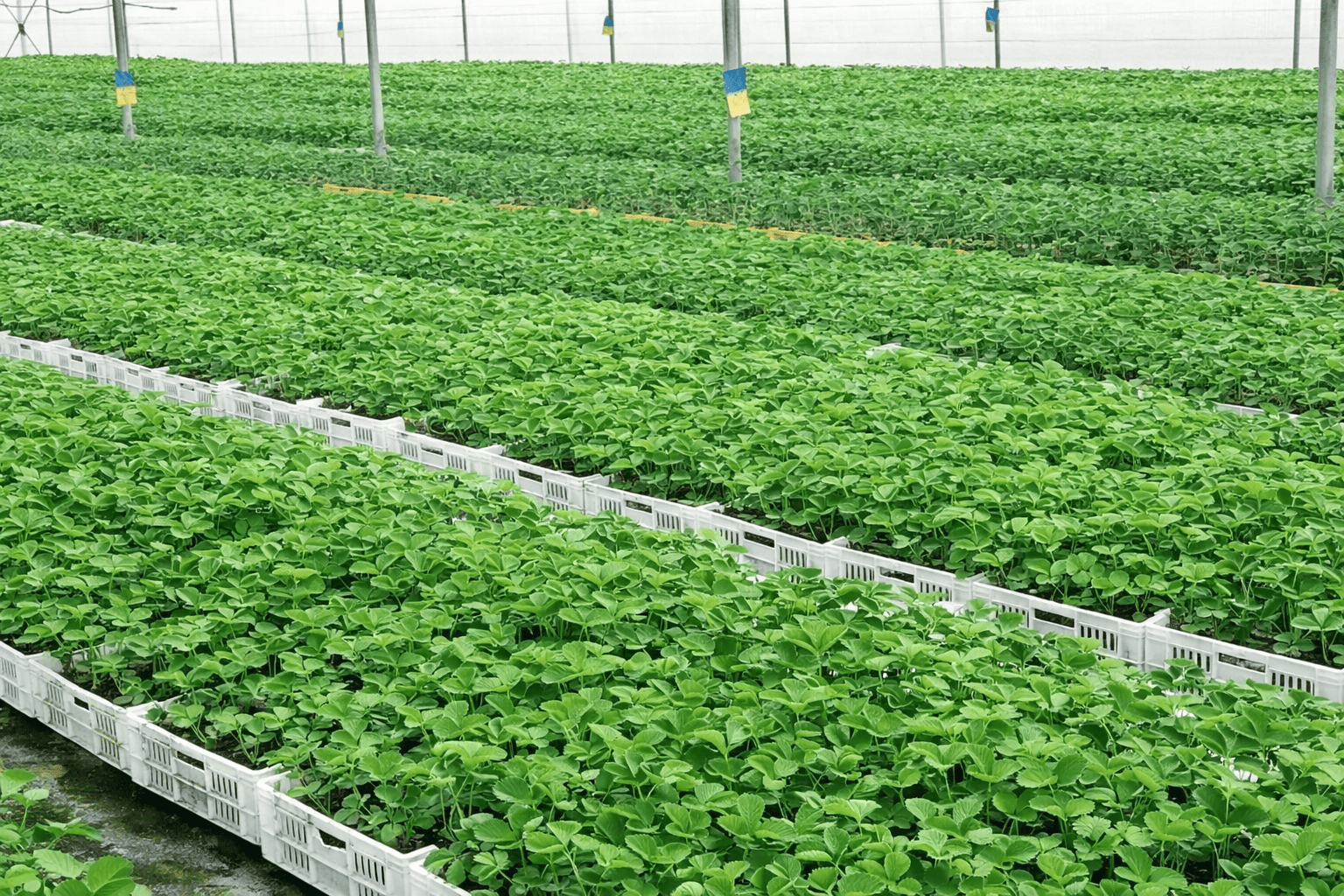 HỢP TÁC XÃ DỊCH VỤ SÁNG TẠO MỚI THÀNH ĐẠT
