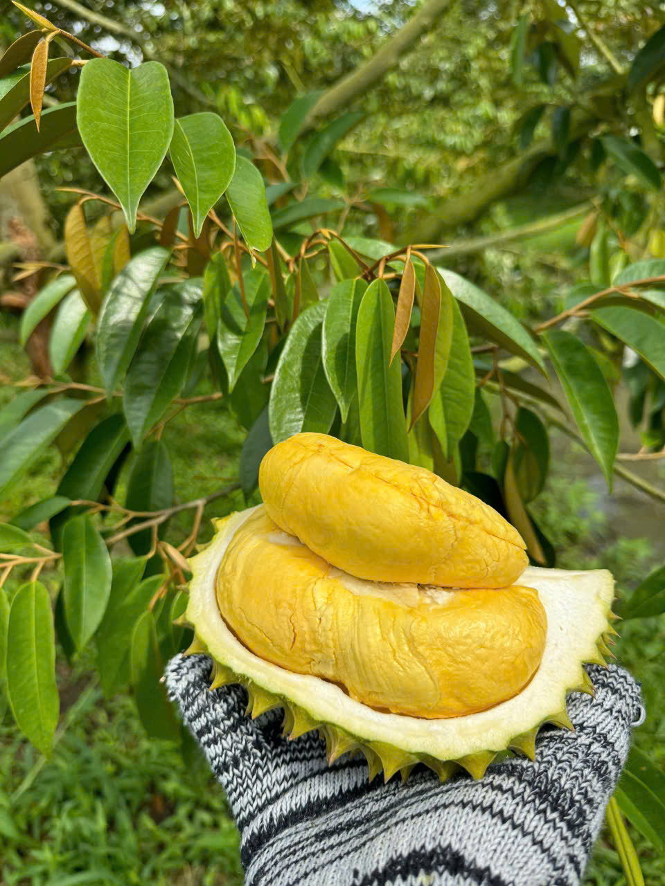 Trái cây tươi Tâm Ngọc