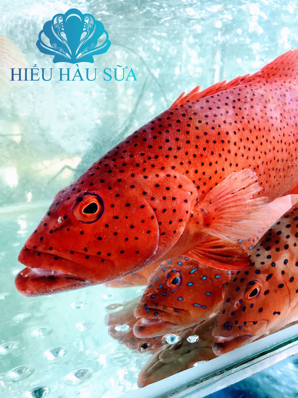 NHÀ HÀNG HIẾU HÀU SỮA