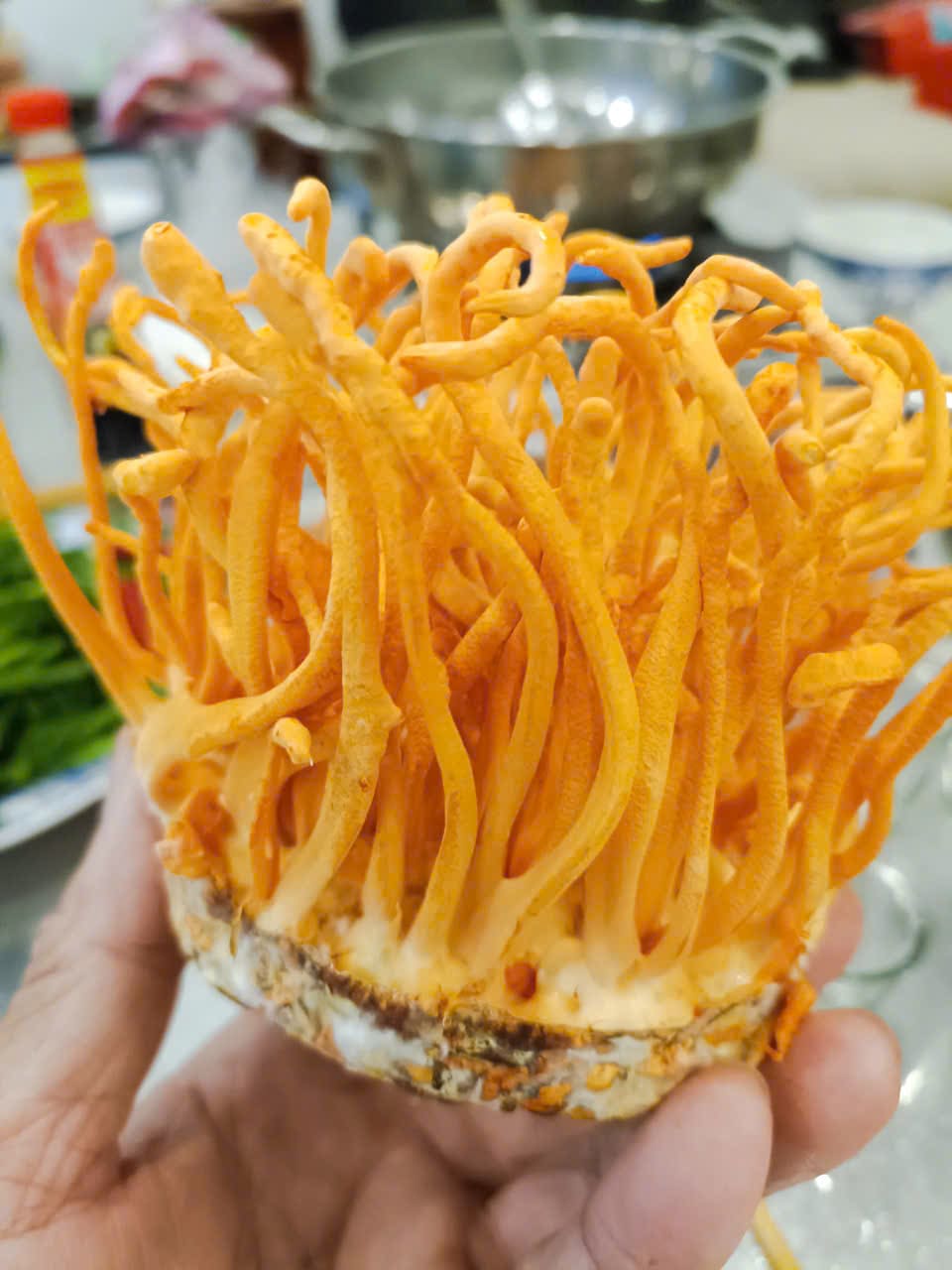 Nấm Dược liệu Thiện Phúc