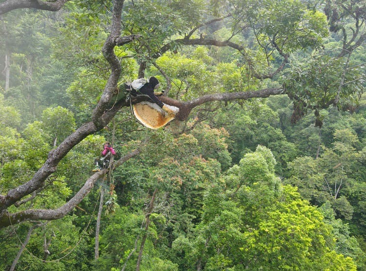 Mật Ong Hòa Hải - Mật ong thiên nhiên Hà Tĩnh