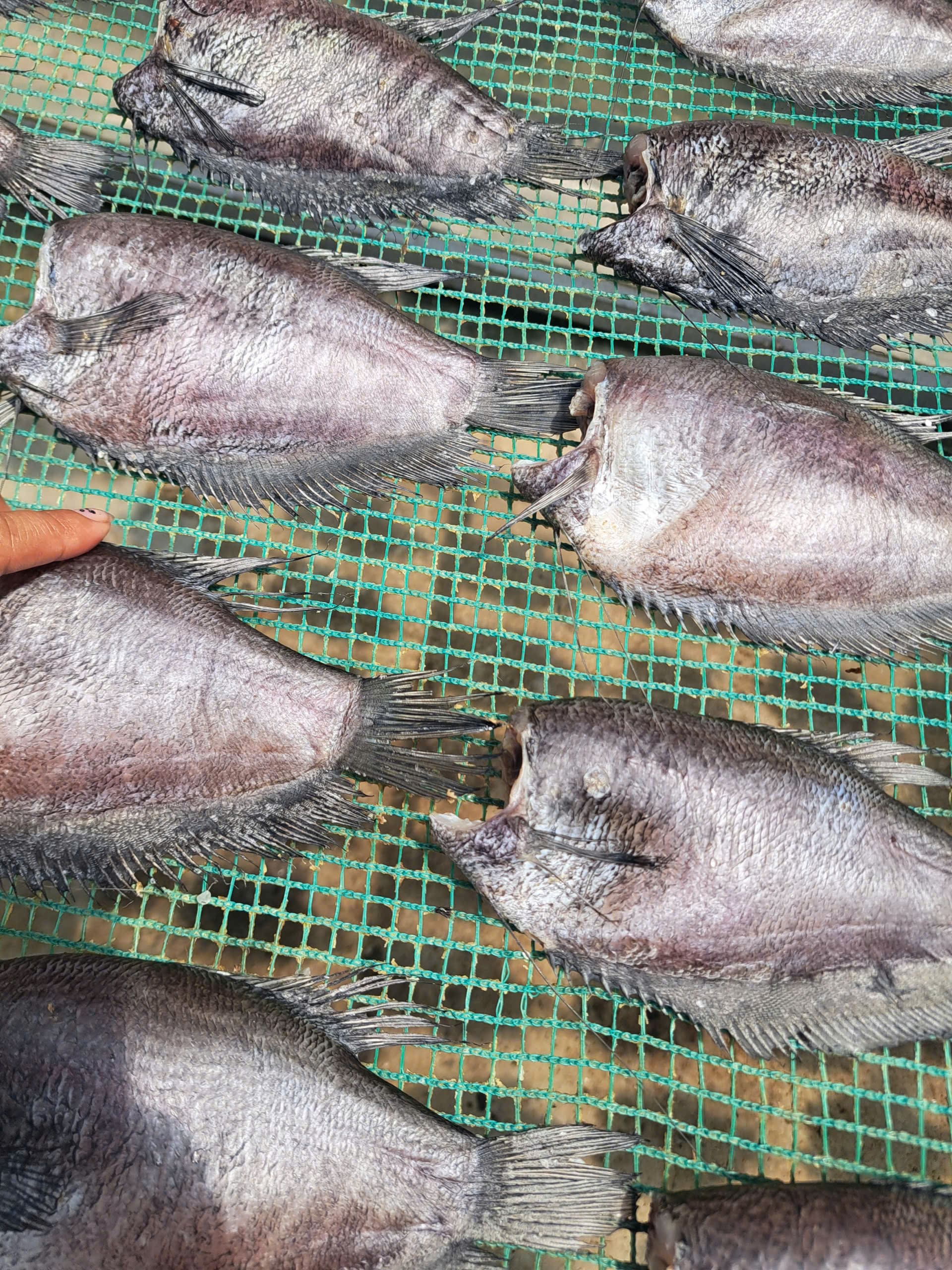 HỘ KINH DOANH KHÔ ĐẠI PHÁT