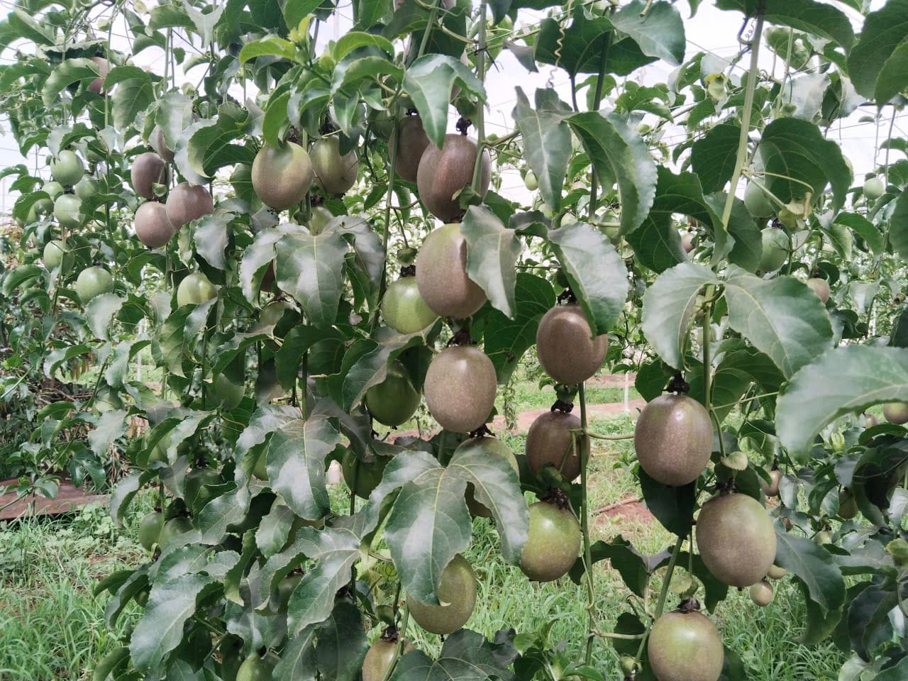 CÔNG TY TNHH ĐẦU TƯ AGR VIỆT NAM
