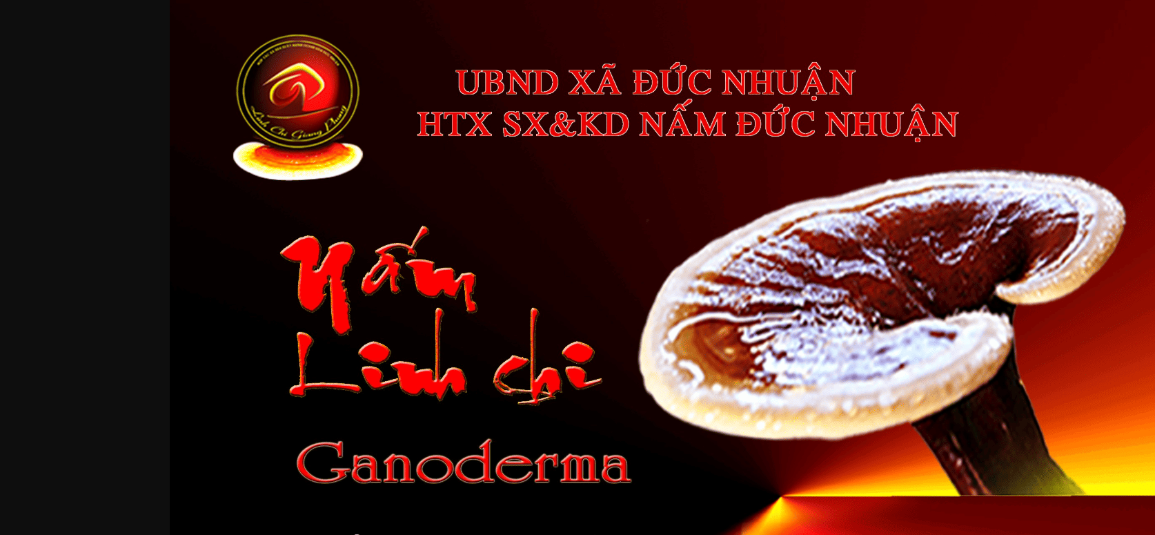 HỢP TÁC XÃ NẤM ĐỨC NHUẬN