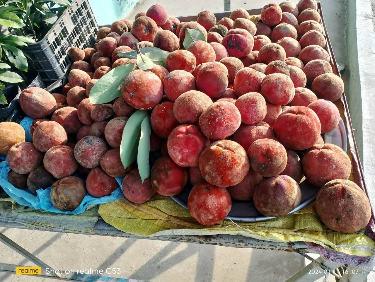 Hồng nhung Thanh Xuân - Trái cây và cây giống
