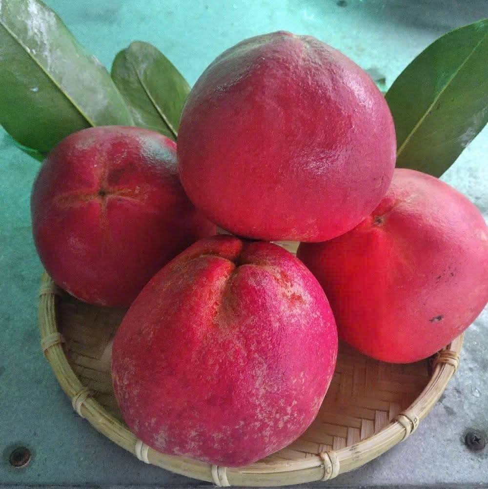 Hồng nhung Thanh Xuân - Trái cây và cây giống