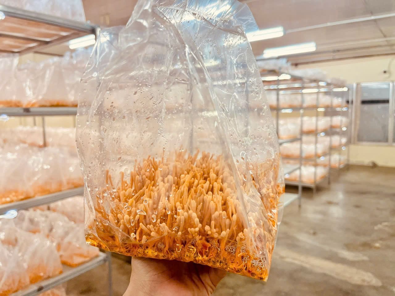 Nấm Nguyên Long - Nấm khô và nấm hương ăn liền