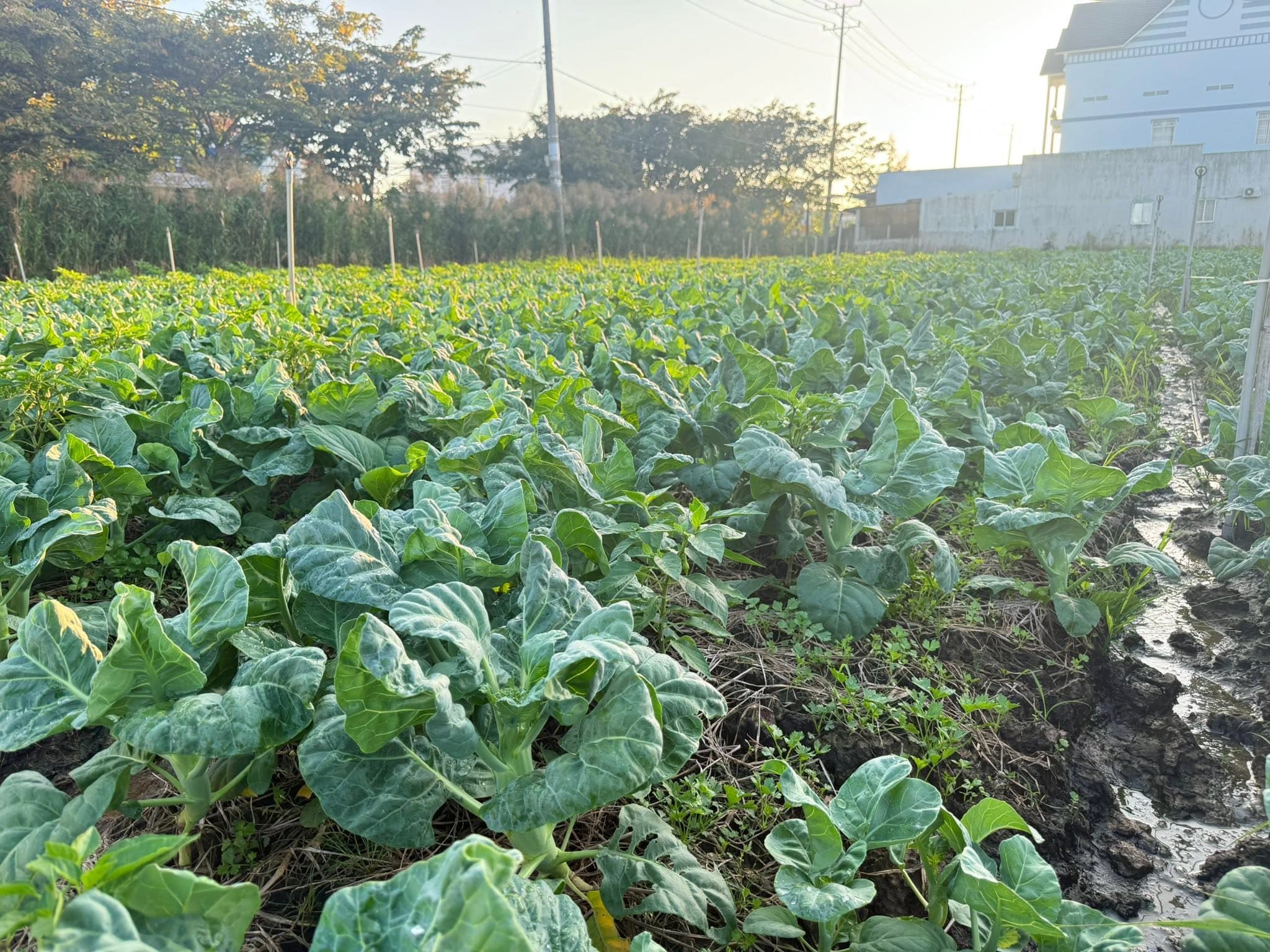 HỢP TÁC XÃ RAU SẠCH ĐOÀN KẾT