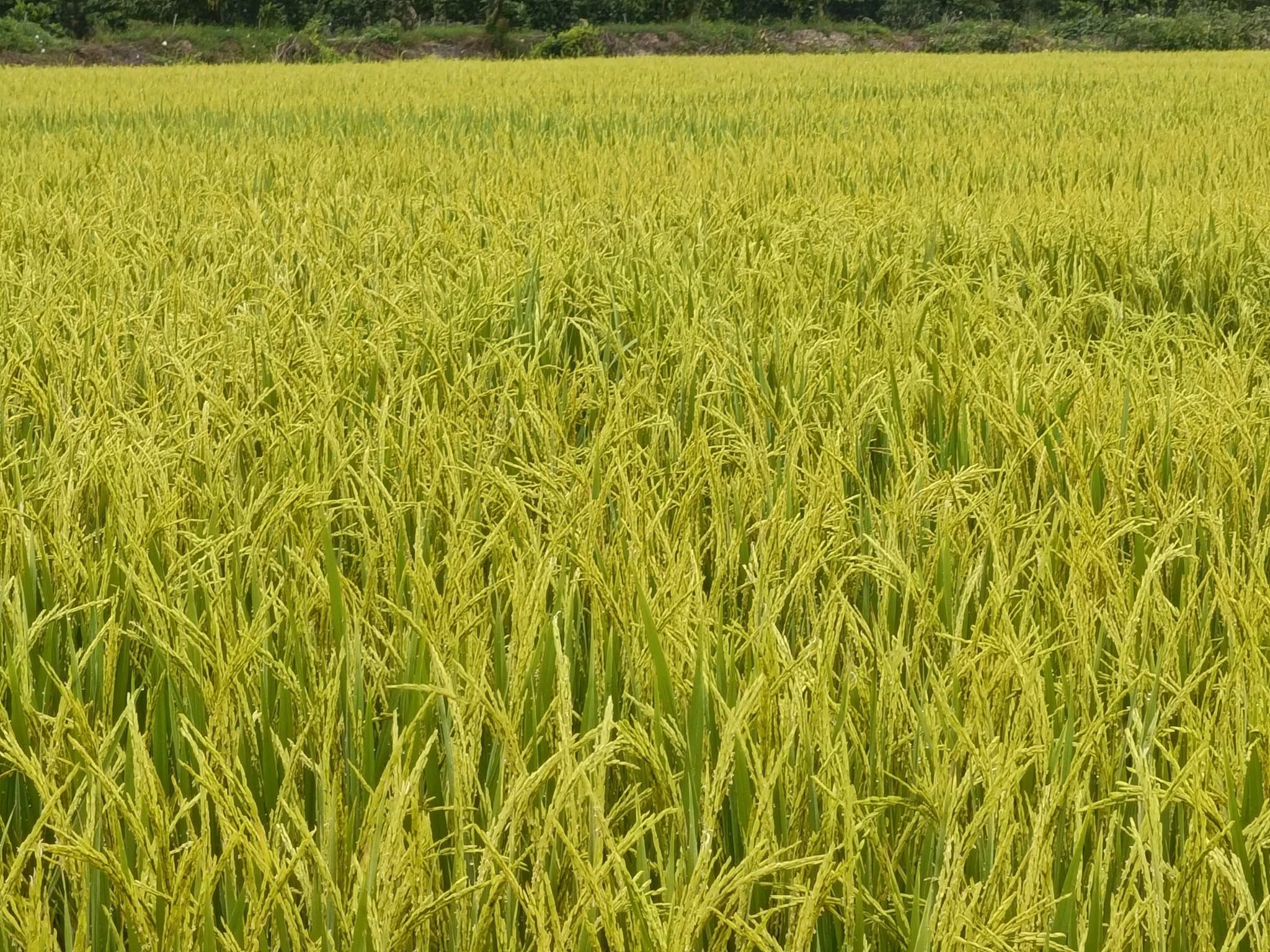 HỢP TÁC XÃ SẢN XUẤT - THƯƠNG MẠI - DỊCH VỤ NÔNG NGHIỆP TÂN LẬP TIẾN