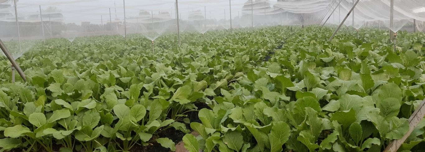 HỢP TÁC XÃ RAU AN TOÀN MƯỜI HAI