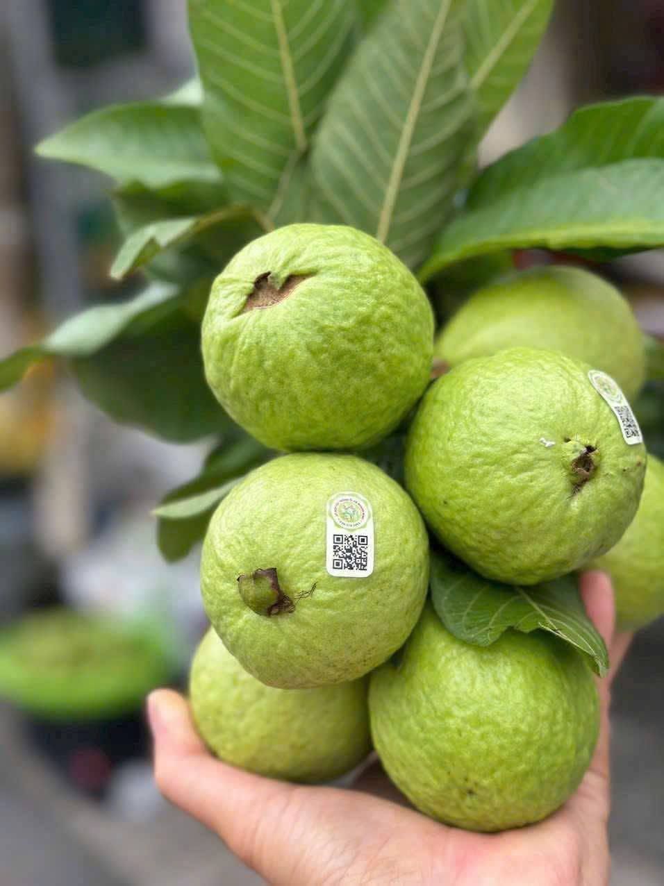 TỔ HỢP TÁC ỔI QUANG MINH