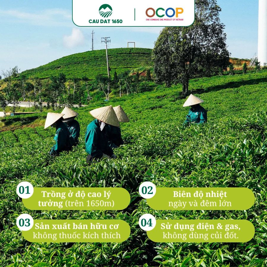 CÔNG TY TNHH NÔNG TRẠI TRÀ VÀ CÀ PHÊ CẦU ĐẤT 1650