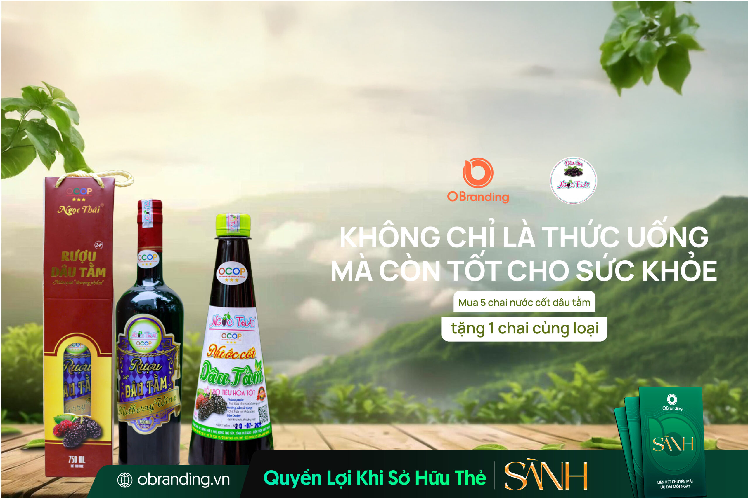 Dâu Tằm Ngọc Thái