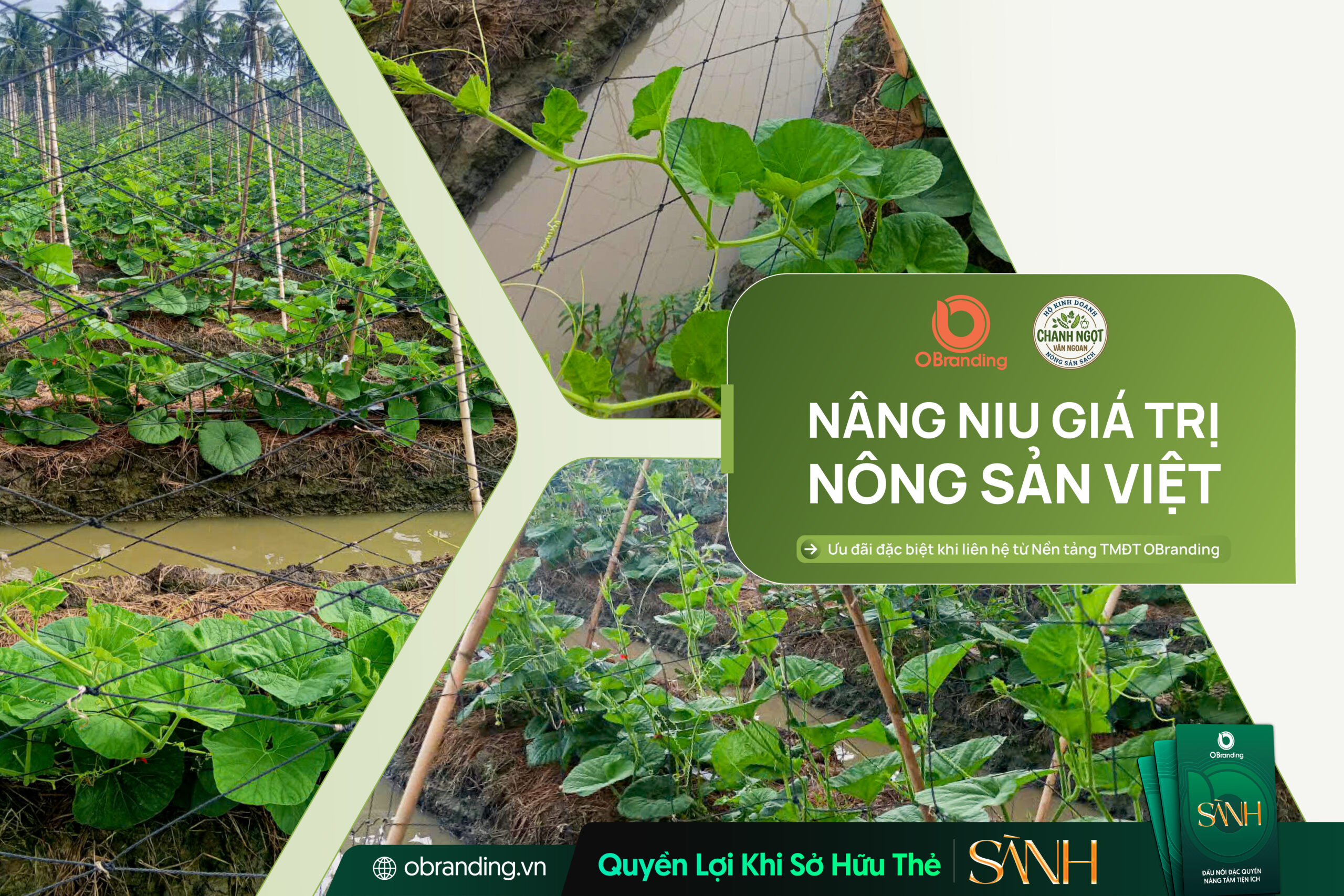 HỘ KINH DOANH CHANH LEO NGỌT VĂN NGOAN