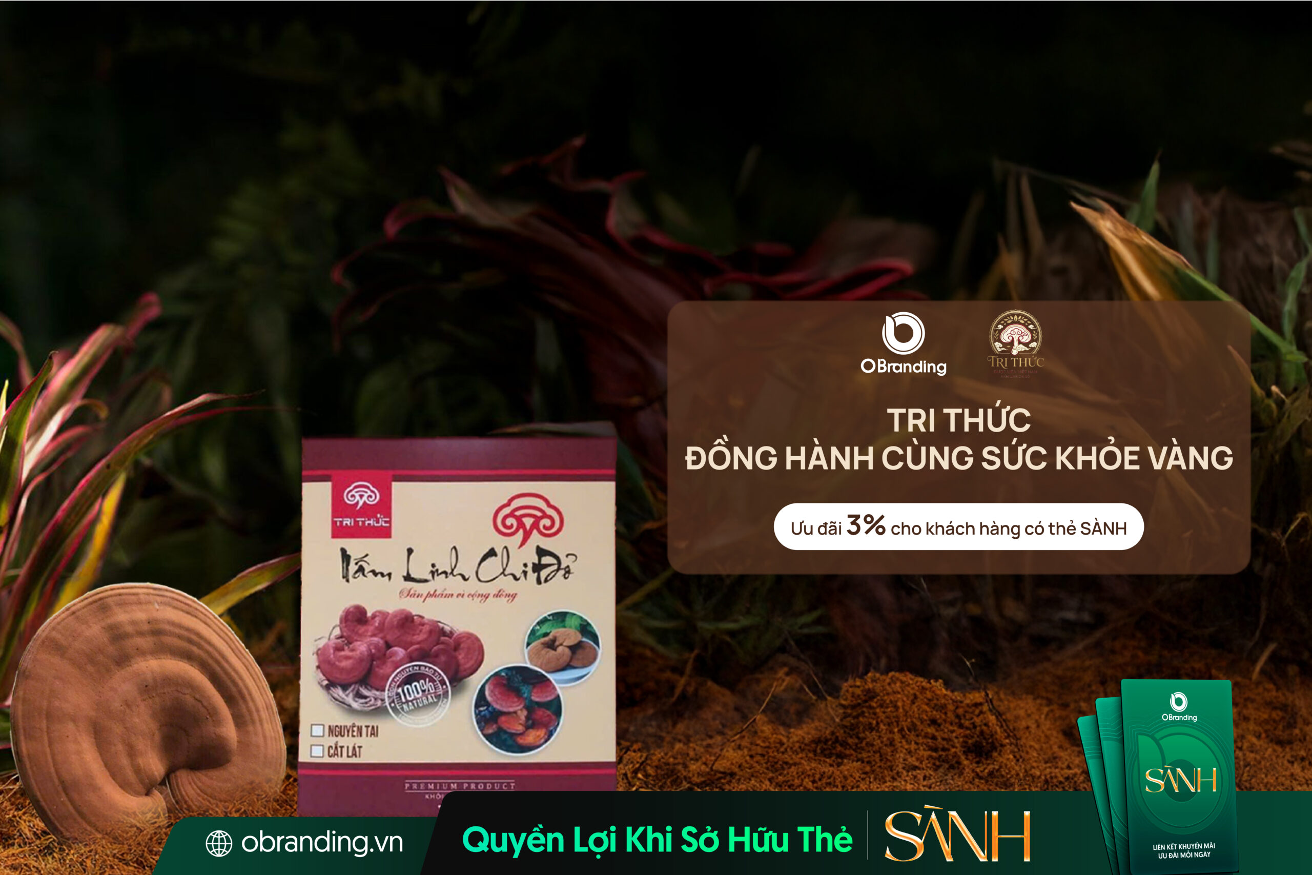 Nấm Linh Chi Tri Thức
