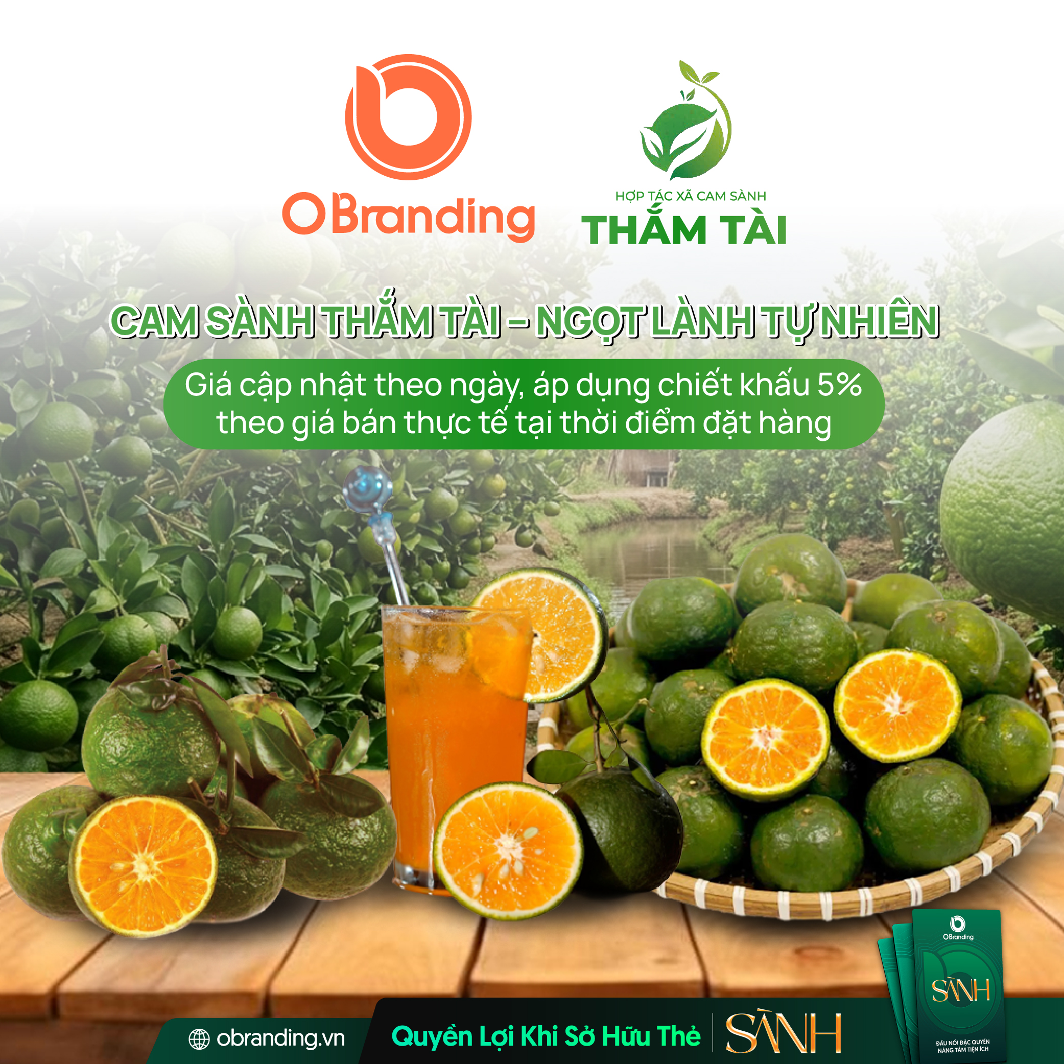 HỢP TÁC XÃ CAM SÀNH THẮM TÀI