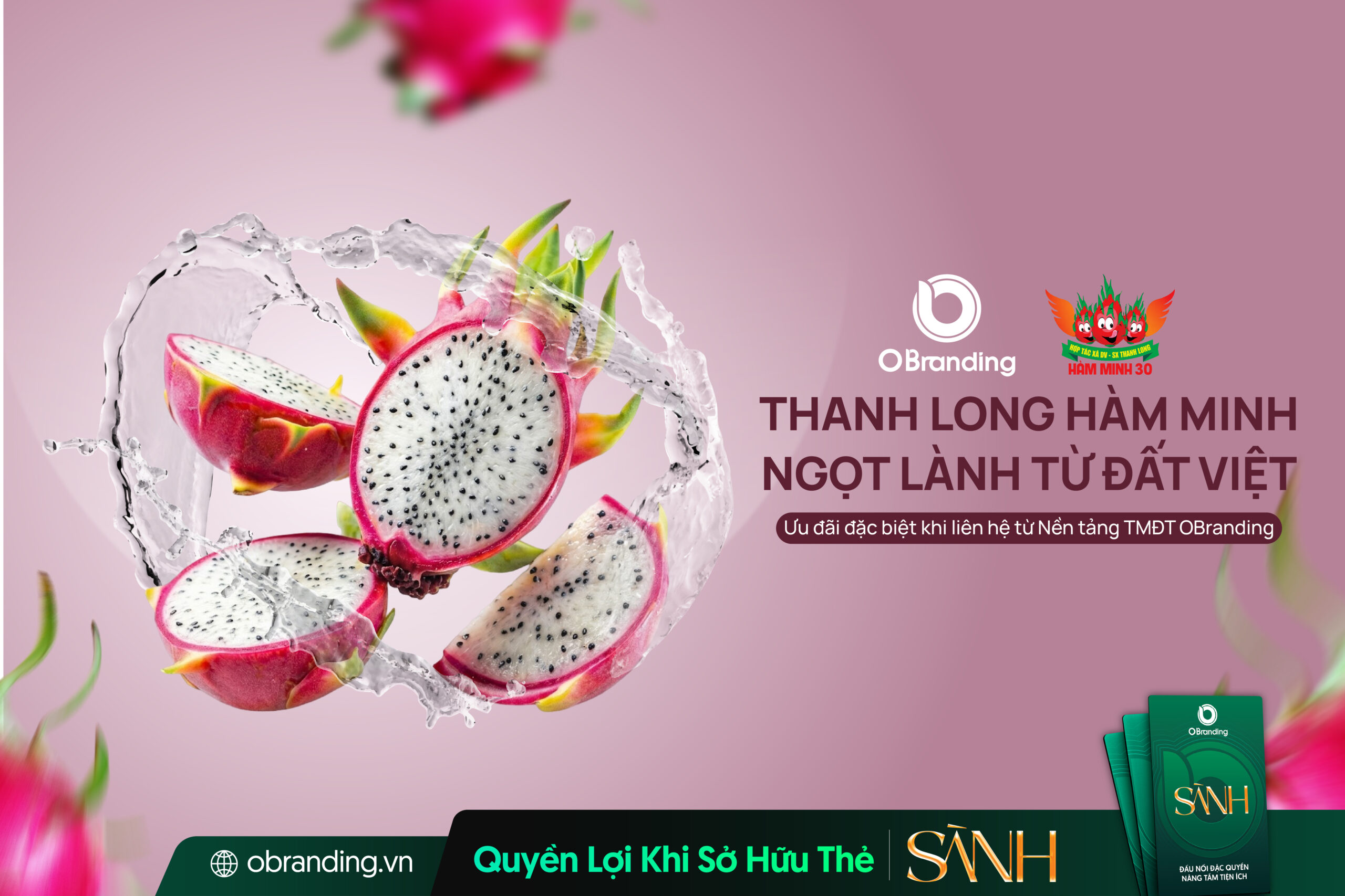 Thanh long Hàm Minh 30 - Thanh long tươi Bình Thuận