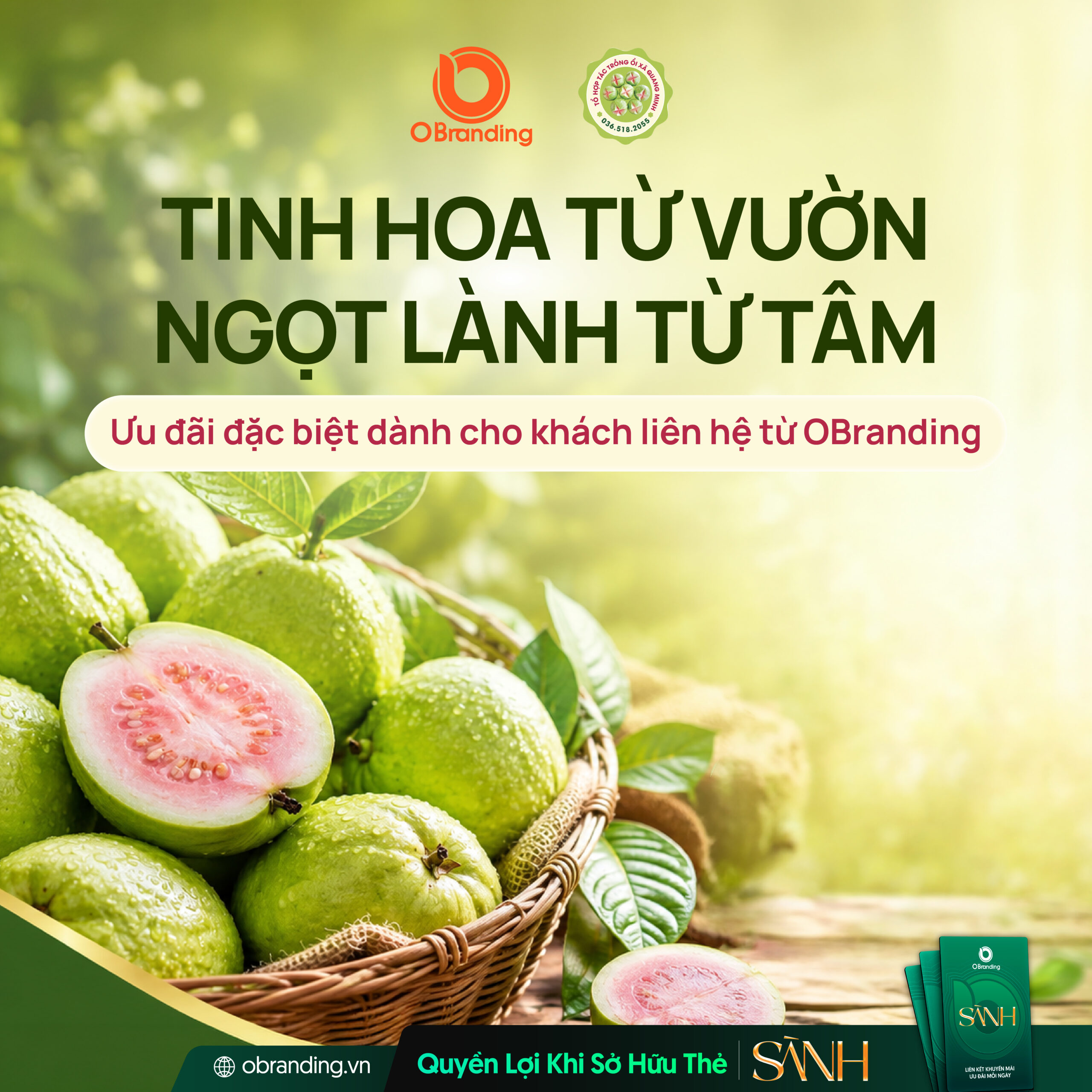 TỔ HỢP TÁC ỔI QUANG MINH