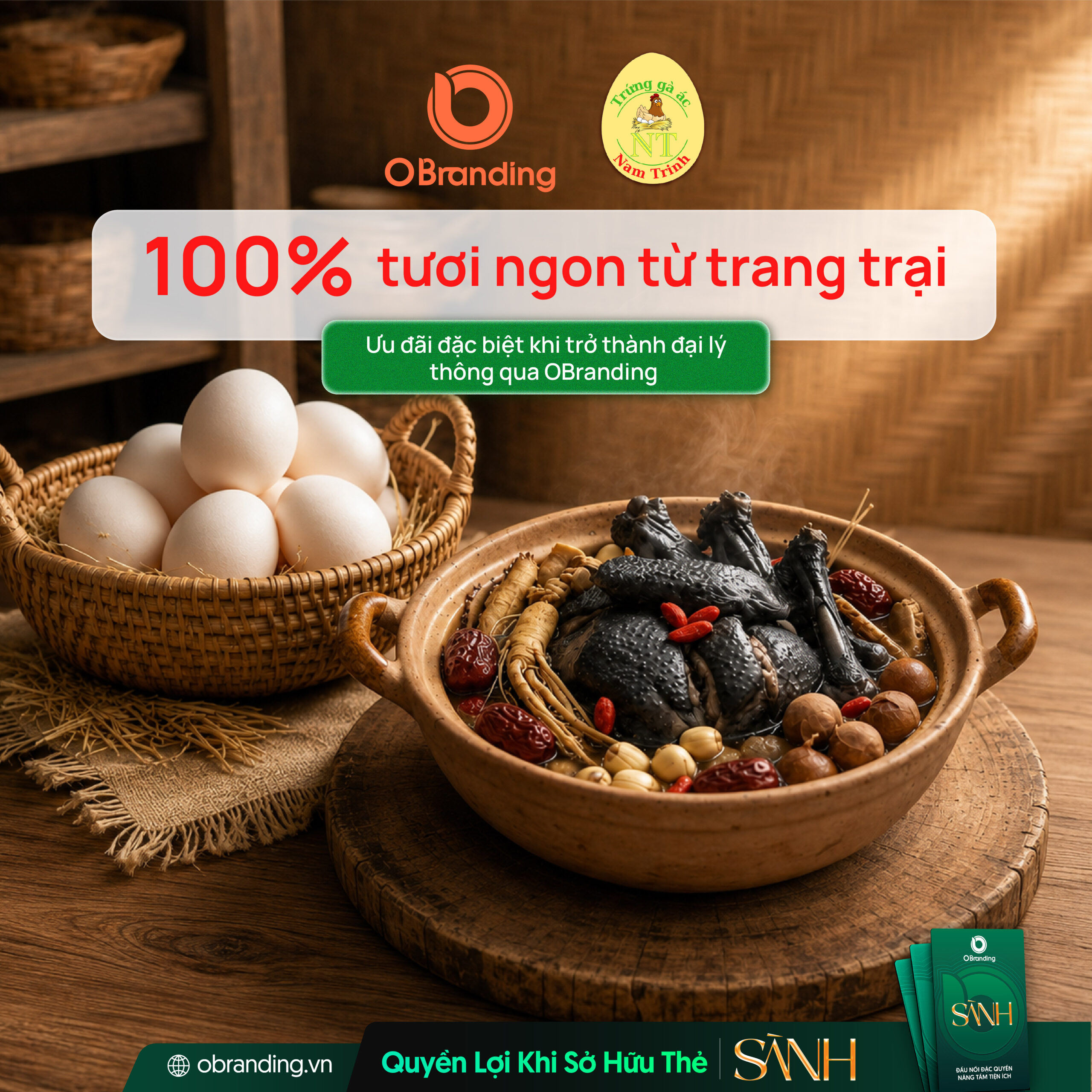 GÀ ÁC NAM TRINH