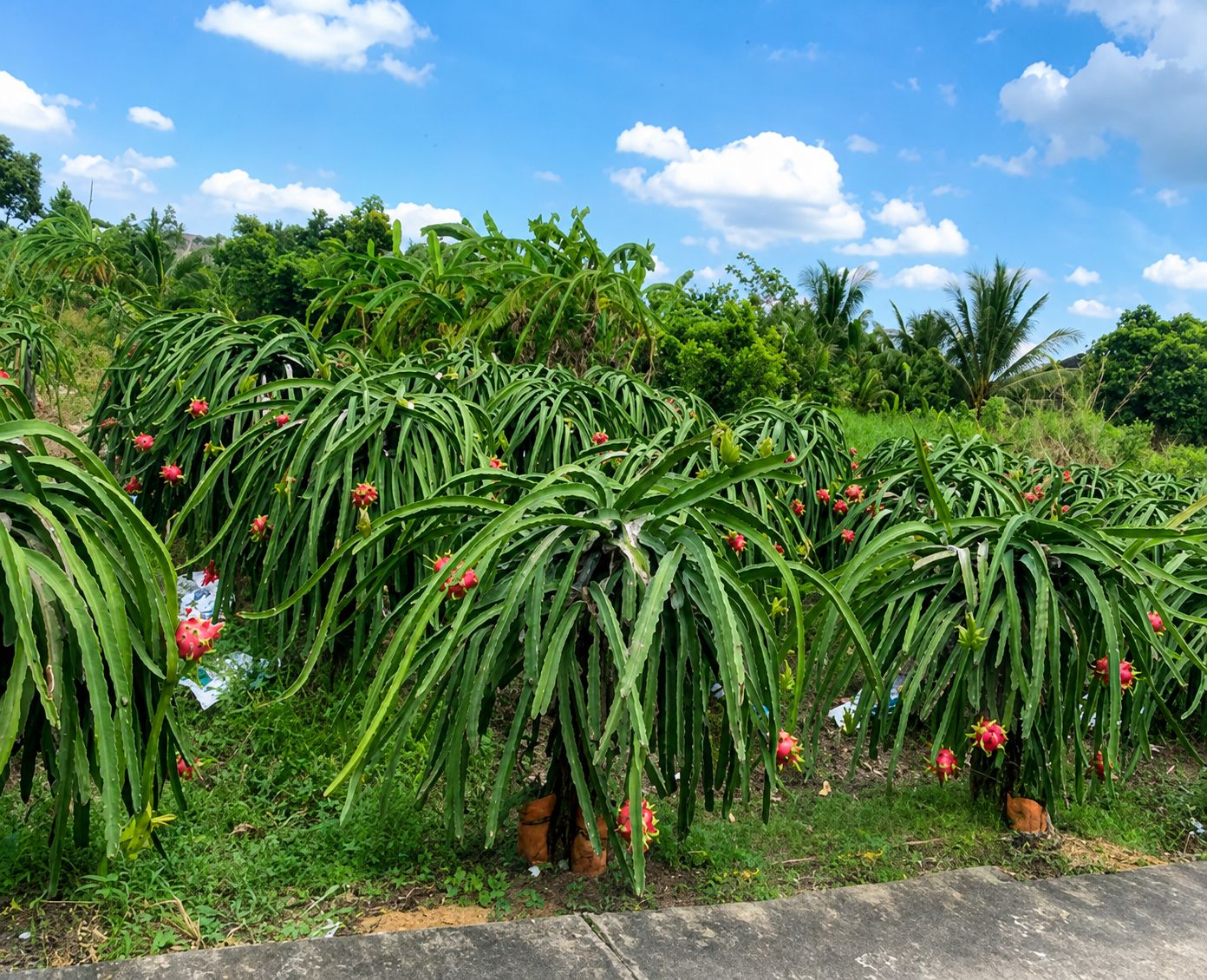 PHÚ NGÃI TRỊ