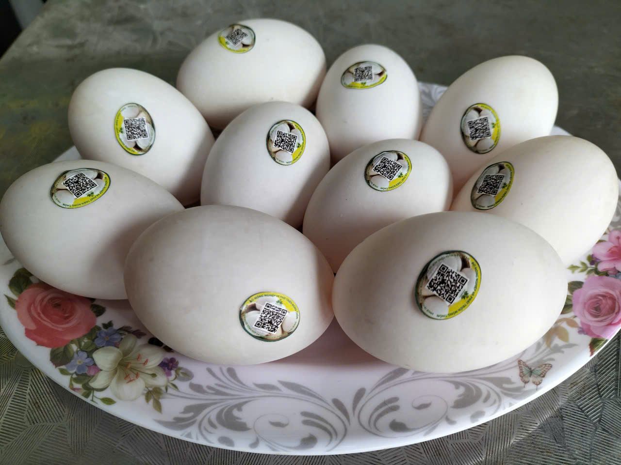 HỢP TÁC XÃ CHĂN NUÔI TỔNG HỢP