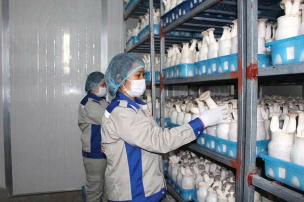 CÔNG TY TNHH NẤM PHÙNG GIA