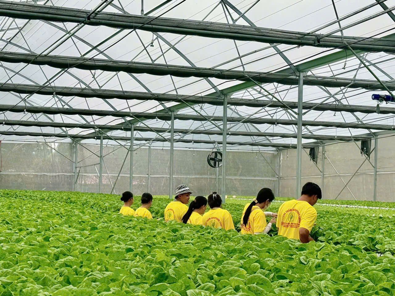 HỘ KINH DOANH PHƯỢNG THẮM AQUAPONIC FARM