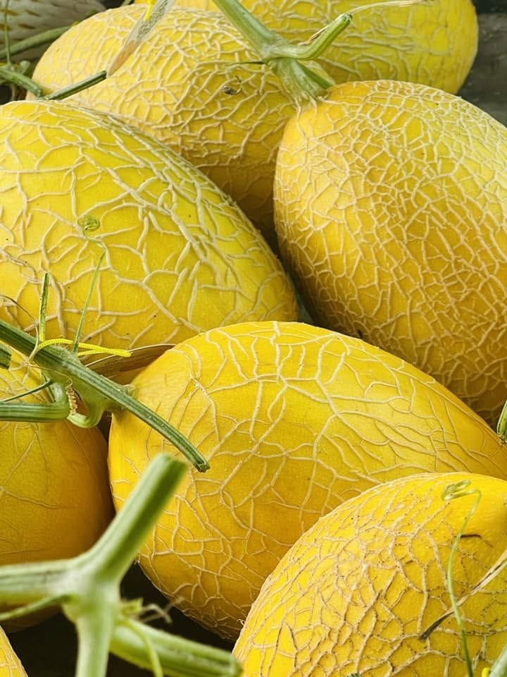CÔNG TY TNHH NÔNG NGHIỆP SONG MAI