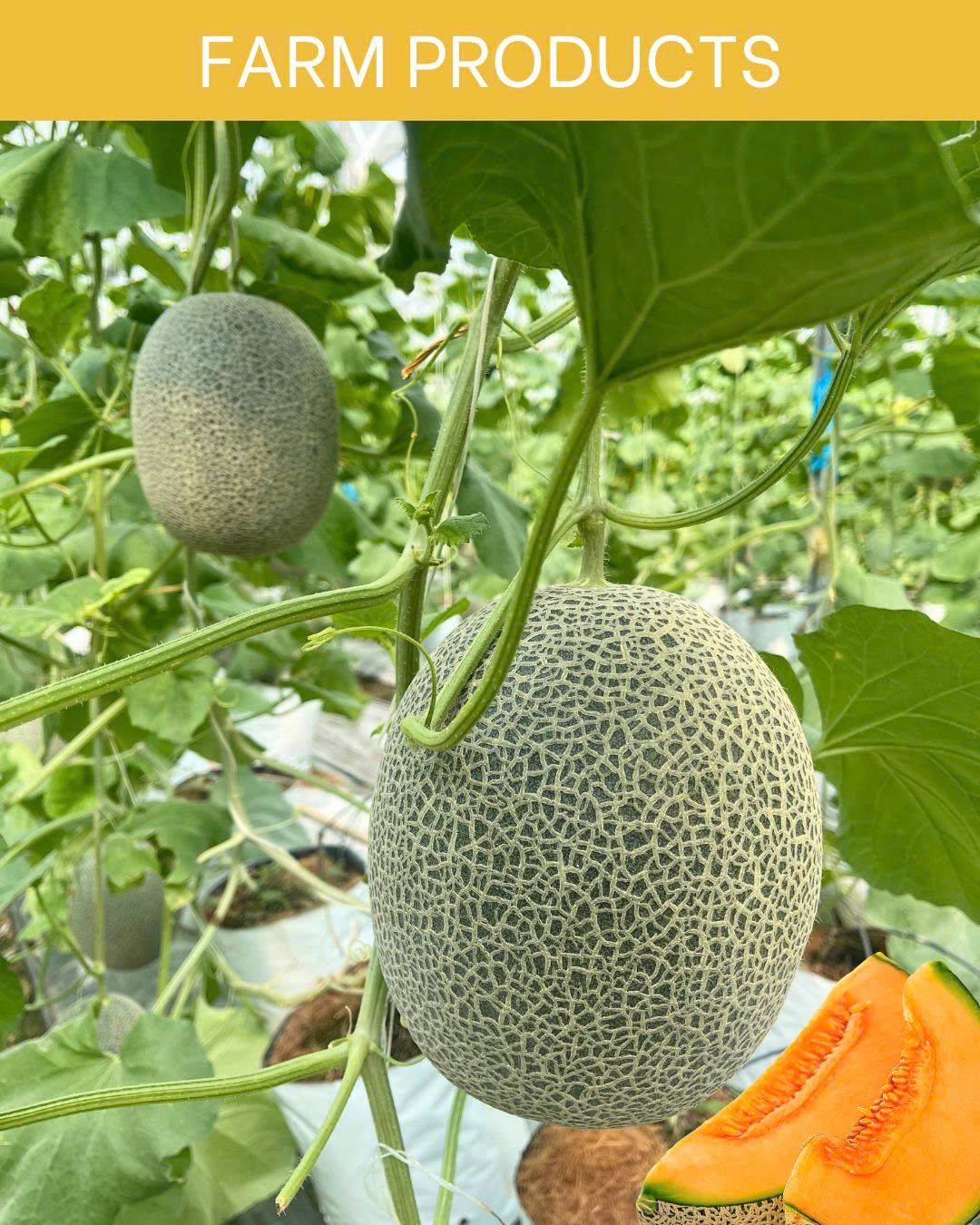 CÔNG TY TNHH NÔNG NGHIỆP SONG MAI