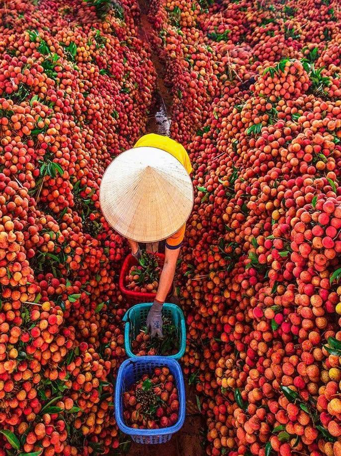 HỢP TÁC XÃ NÔNG SẢN SẠCH BÌNH NGUYÊN