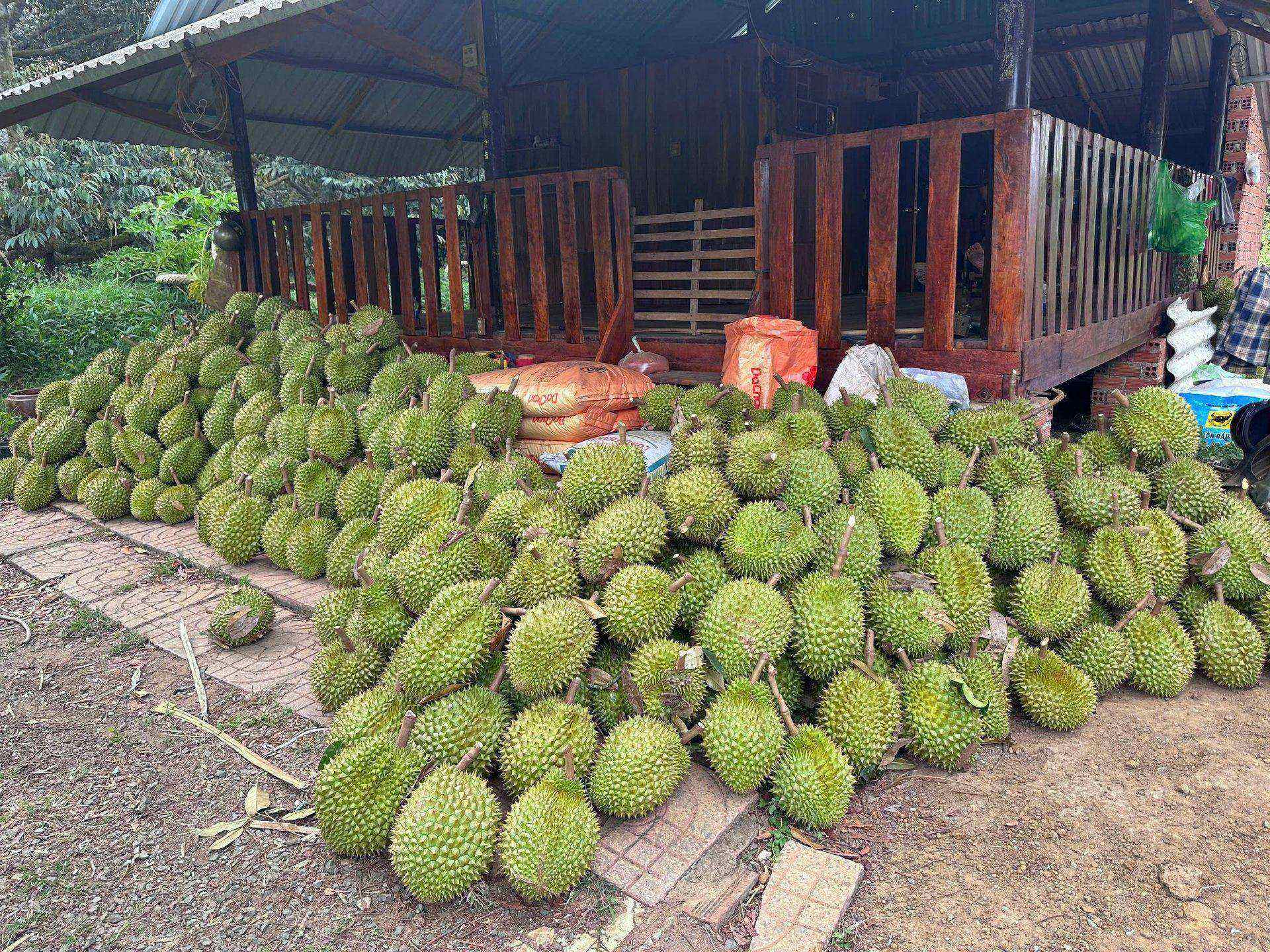 vườn sầu riêng sơn tùng