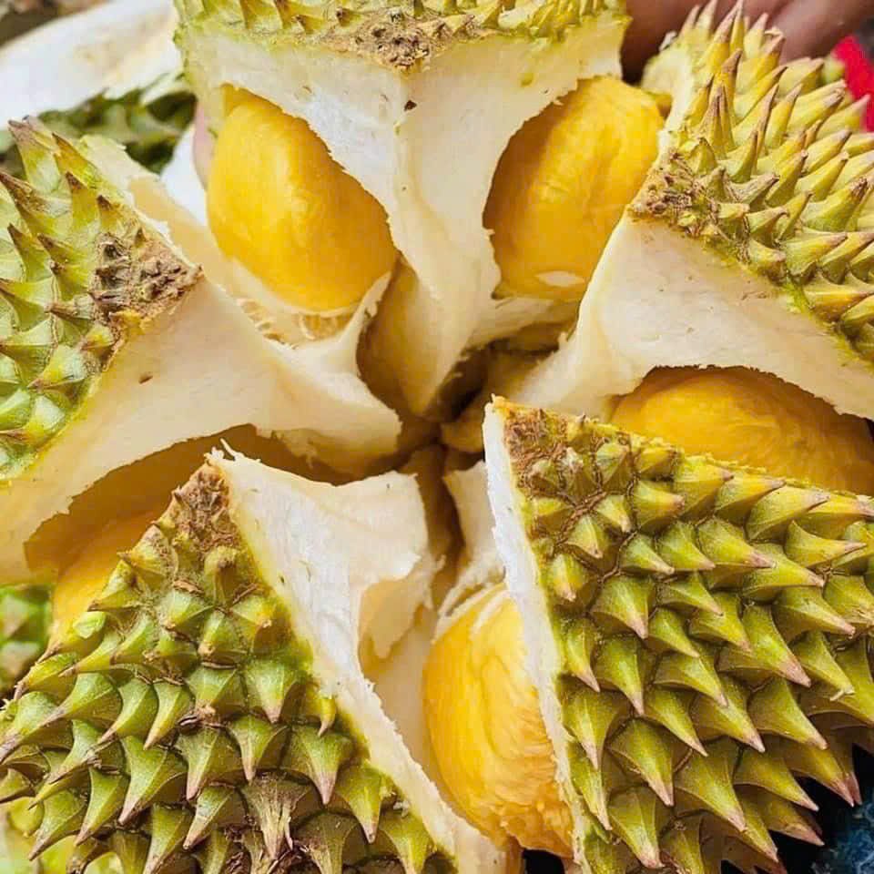 vườn sầu riêng sơn tùng
