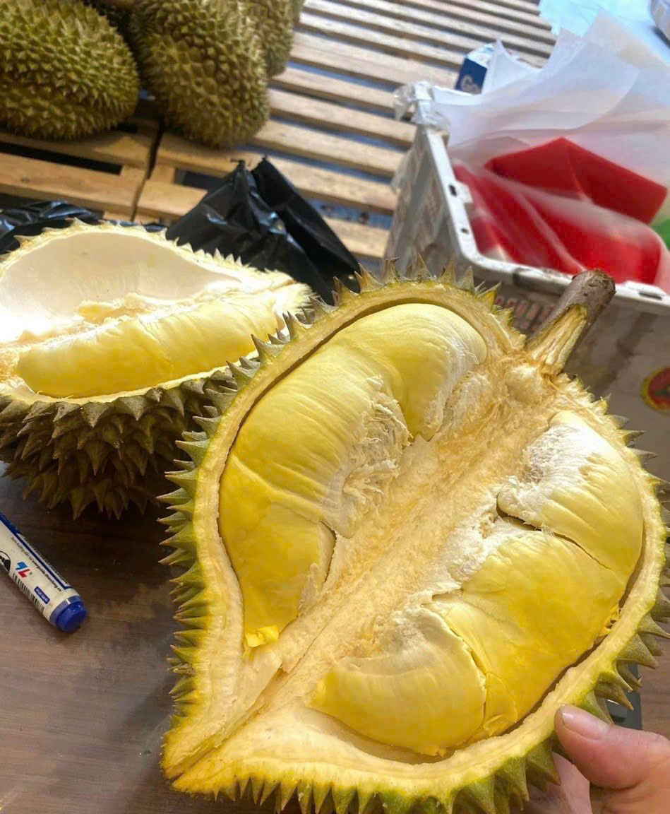 vườn sầu riêng sơn tùng