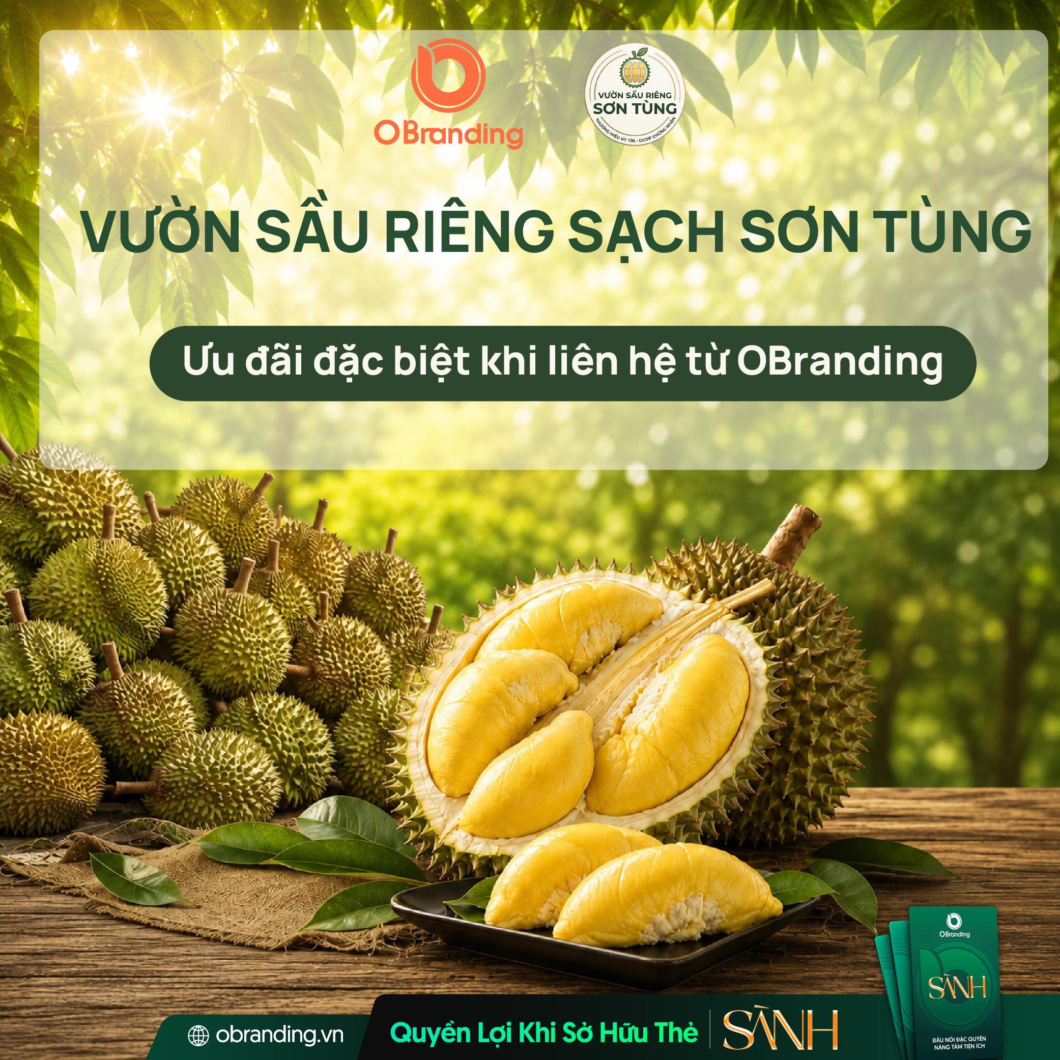 vườn sầu riêng sơn tùng